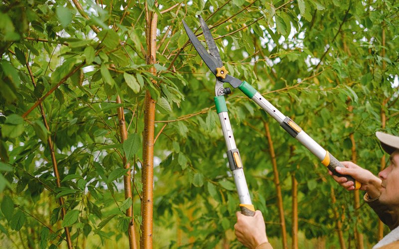 Tree trimming in Dedham, IA