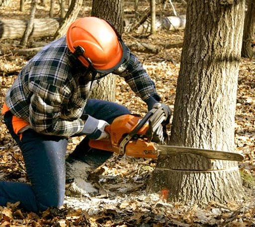 Tree Removal in Dedham, IA